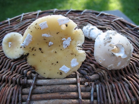 Amanita jonquillea et eliae redimensionner